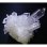 画像7: クラスター水晶4（ブラジル ミナス・ジェライス州 トマス・ゴンザーガ産）